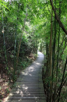 竹林 茶图片免费下载,竹林 茶设计素材大全,竹林 茶