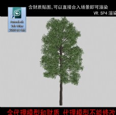 树木树模型