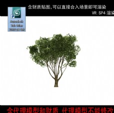 树木代理树