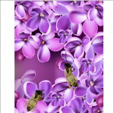 春季新品上市春季紫色花卉和蜜蜂插图