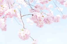 盛开的樱花树
