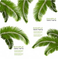 绿树绿色的棕榈树叶背景矢量素材