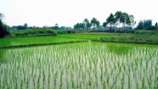 玉器005005实拍绿色的稻田