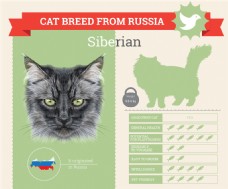 西伯利亚猫咪图片