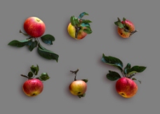 形态各异红色苹果带叶子秋季元素