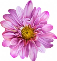 唯美紫色的菊花
