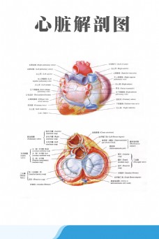 医疗与解剖医疗人体科室挂图心脏解剖图