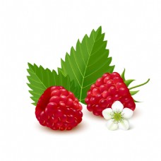 有机水果手绘树莓图片