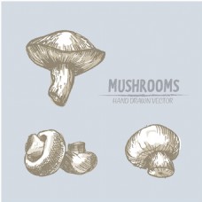 手绘素描风格蘑菇背景