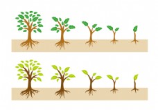 矢量树木成长过程