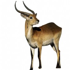 高清唯美藏羚羊静态素材