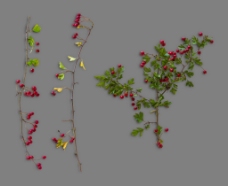 形态各异带红色果子植物秋季元素