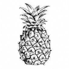 卡通菠萝菠萝素描插画图片