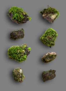 形态各异绿色苔藓石块秋季元素