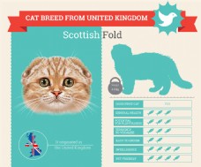 苏格兰折耳猫图表图片