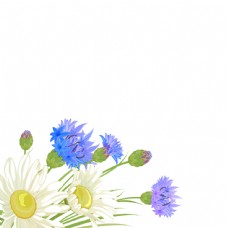 白色蓝色小花朵