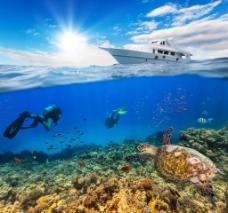 会议背景海龟潜水员海底风光图片