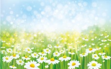 春天的白色雏菊背景矢量素材下载