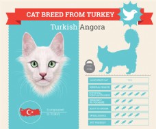 土耳其安哥拉猫图片