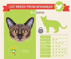 缅甸猫信息图表图片