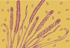 小麦手绘麦子麦穗插画