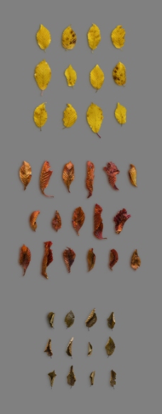 多色干枯形态各异树叶秋季元素