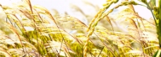 秋季金色水稻背景图