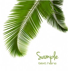 绿色的棕榈树叶矢量素材