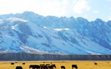 雪山高原牦牛