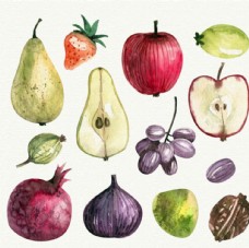 进口蔬果手绘水果水彩插图