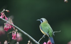 春季花鸟摄影