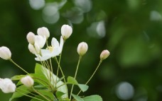高清春天白色海棠花