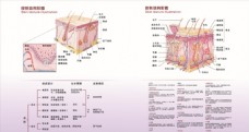 皮肤解剖结构图