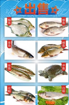 活动宣传促销海报淡水鱼海报