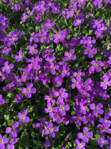 紫色紫罗兰色花朵