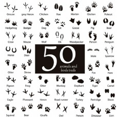 其他生物50款动物脚印图片