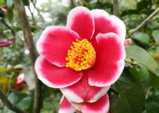 红色茶花 花卉