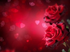 红色玫瑰浪漫背景PSD素材