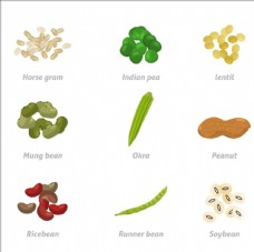 绿色蔬菜常见豆类矢量插图