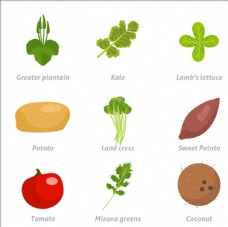 健康蔬菜常见健康的蔬菜