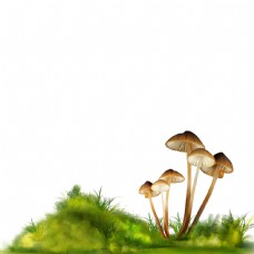 蘑菇草丛