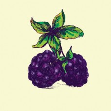 进口蔬果手绘树莓黑莓