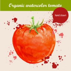 水彩绘西红柿