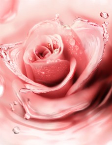 水珠水纹花朵玫瑰花素材
