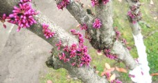 红花  树