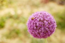 紫色小花蜜蜂