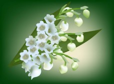 白色花白色的铃兰花