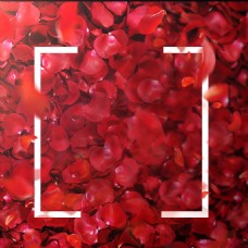 聚划算主图红色大气玫瑰花瓣背景