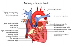 医疗器材医疗学习卡通人体器官矢量素材