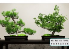 植物墙盆栽中式盆景